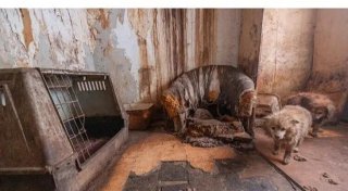 Rettung aus Horror-Haus: 47 Hunde befreit - Video zeigt ihr neues Leben in Bielefeld