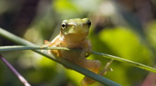 Bedrohte Amphibien: Diese Projekte im Kreis Höxter helfen Fröschen