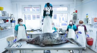 Robbensterben: Ermittlungen gegen zwei Tatverdächtige