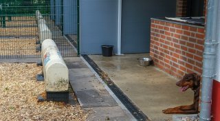 „Es ging so nicht weiter“: Hundehaus des Bielefelder Tierheims ab sofort dicht