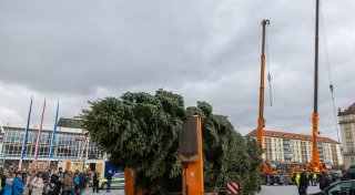 100 Jahre alte 25-Meter-Tanne für Dresdens Weihnachtsmarkt