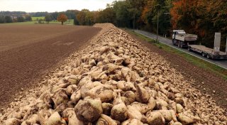 Rübenpower aus dem Kreis Höxter: Qualität topp, Preise zu niedrig