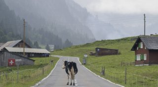 Wohin es deutsche Auswanderer zieht