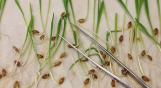 Was hat die EU zum Thema Gentechnik entschieden?