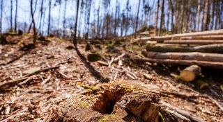 EU-Einigung auf schwächeres Waldschutzgesetz