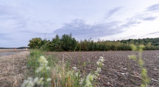 Kampf ums Paderborner Hesse-Wäldchen: Ausgleichsbäume wachsen schon seit Jahren