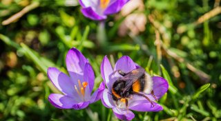 Frühlingshafter Sonntag bringt bis zu 20 Grad