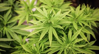 Drogen-Plantage aufgeflogen, Tipps gegen Waschbären und historische Geschäftsübernahme