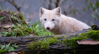 Tiere und Pflanzen verlieren genetische Vielfalt
