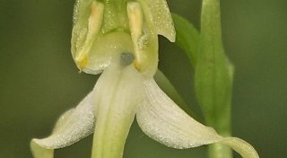 Grünliche Waldhyazinthe ist Orchidee des Jahres 2025