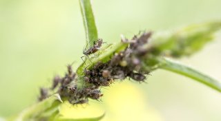 Vier Tipps gegen Blattläuse