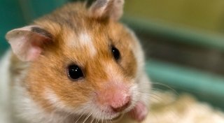 Goldhamster: Niedlich, aber nicht kuschelig