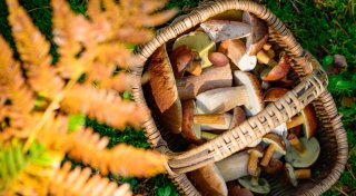 Pilze aus dem eigenen Anbau: So kann man sie selber züchten