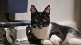 Klinikarzt in Italien operiert eigene Katze - Ermittlungen