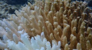 Hitzestress: Rekord-Korallenbleiche vor Westaustralien