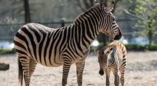 Süßer Nachwuchs im Tierpark Ströhen: Erste Fotos vom Zebra-Fohlen