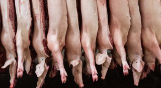 Nach Rückgang: Wieder mehr Fleisch aus deutscher Produktion