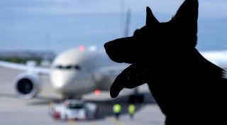 Hund bei Flugreise verloren - Entschädigung wie bei Gepäck