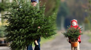 Weihnachtsbäume kaufen im Kreis Höxter: Ein Überblick