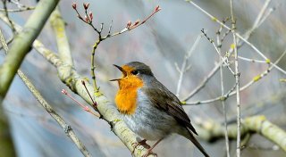 Vögel singen wegen künstlicher Beleuchtung länger