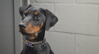 Gefahr in Minden-Lübbecke: Hund vergiftet sich an illegalem Chemiemüll schwer