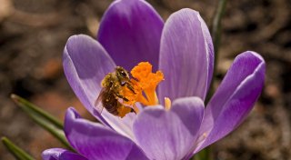 Erste Schritte für den naturnahen Garten