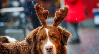 Kann der Hund mit auf den Weihnachtsmarkt?