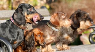 QR-Code für den Hund: Stadt Paderborn will digitale Hundemarke einführen