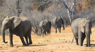 Siebenjähriger irrt fünf Tage durch Nationalpark in Simbabwe