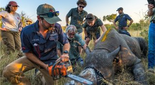Entfernung des Horns reduziert Nashorn-Wilderei