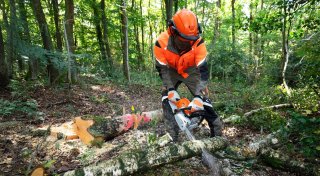 Für Arbeiten an kräftigem Holz: Benzin-Motorsägen im Test