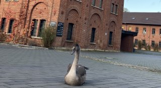 Verkehrsberuhigung der tierischen Art: Schwan blockiert Verkehr zwischen Löhne und Kirchlengern