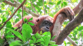Auch Orang-Utans halten Mittagsschläfchen