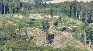 Nach Borkenkäfer-Kahlfraß: Ein völlig neuer Wald entsteht in Rödinghausen