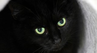 Stadt verbietet rund um Halloween Adoption schwarzer Katzen