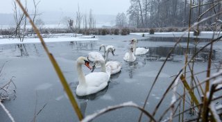 Wasservögel im Winter: Nicht aufschrecken, nicht füttern