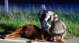 Schwerer Unfall in Bielefeld: Auto erfasst und tötet entlaufenes Rind