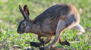 Nachwuchs bei Feldhasen: NRW liegt deutlich über dem Bundesschnitt