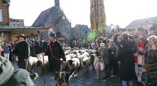 Hunderte Schafe ziehen mitten durch die Nürnberger Altstadt