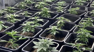 Erste legale Cannabis-Ernte in Sicht: Herforder Anbauverein vor Verkaufsstart