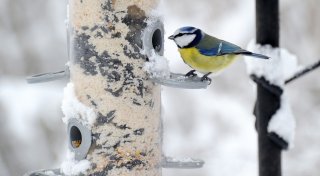 Winterzeit für Vögel: Füttern ja, aber nachhaltig