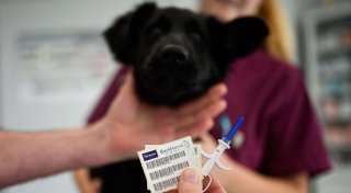 Keine Chance für Tierdiebe: So schützen Sie Ihren Hund