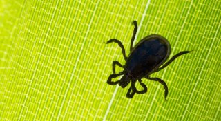 Zeckengefahr steigt mit Frühlingstemperaturen
