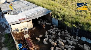«Schlachthof des Grauens»: Fleischskandal in Madrid enthüllt