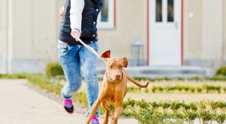 So bleibt die Leine locker - Tipps gegen Ziehen beim Hund