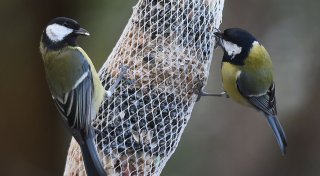 Meisen lernen nach Umzug von ihren neuen Nachbarn