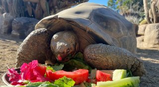 Zoo in San Diego trauert um 140 Jahre alte Schildkröte