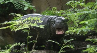 Berliner Mini-Hippo Toni zieht nach Mulhouse