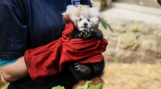 Rotes-Panda-Baby gestorben - Zoo gibt Feuerwerk die Schuld