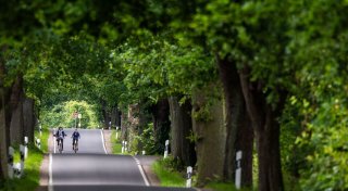 Experten sorgen sich um Deutschlands Alleen